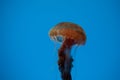 Jellyfish swimming in the open sea