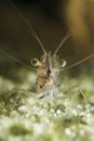 Transparent Japanese shrimp, Caridina japonica on the freshwater pond