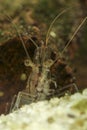 Transparent Japanese shrimp, Caridina multidentata on the freshwater pond