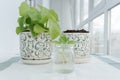 Transparent jar with water and mint sprout in it, flower pot with soil and flower pot with growing mint plant Royalty Free Stock Photo