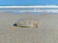 Transparent jellyfish on the beach, closeup