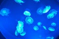 Transparent jellyfish beautiful shain in blue water Royalty Free Stock Photo