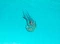 Transparent jellyfish floats in a crystalline sea