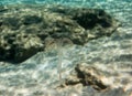 Transparent Jellyfish