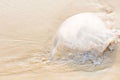 Transparent jellyfish with long stinging Royalty Free Stock Photo