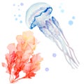 Transparent jellyfish with long tentacles and seaweed on a white background, hand drawn watercolor