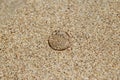 Transparent jellyfish on the sandy beach.