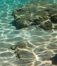 Transparent Jellyfish