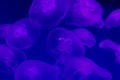 Transparent jellyfishes on purple background underwater. Transparent jellyfish in blue backlight. Background copy space