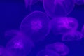 Transparent jellyfishes on purple background underwater. Transparent jellyfish in blue backlight. Background copy space Royalty Free Stock Photo