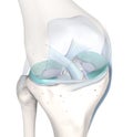 Transparent knee joint with color-highlighted menisci. Labeled. 3D Illustration