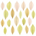 Transparent leaf Royalty Free Stock Photo