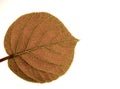 Transparent leaf of a kiwi Royalty Free Stock Photo