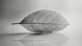 Transparent leaf skeleton on reflective surface - black and white photography Royalty Free Stock Photo
