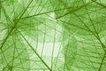 Transparent leaves background Royalty Free Stock Photo