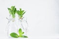 Transparent lemonade with mint sprig in vintage bottles on soft white wood background. Royalty Free Stock Photo