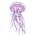 Transparent lilac jellyfish, medusa. Deep sea toxic animal. Cartoon sketch aquarium decor. Hand-drawn watercolor