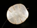 Transparent lunaria seed