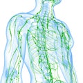 Transparent lymphatic system of man