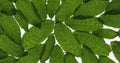 Transparent mint leaves on a white background. Rotation and approximation.