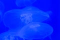 Transparent moon jellyfish close-up on a blue background with lighting