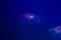 Transparent moon jellyfish close-up on a blue background with lighting