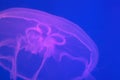 Transparent moon jellyfish close-up on a blue background with purple lighting