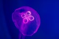 Transparent moon jellyfish close-up on dark blue background. Purple lighting, copy space for text about marine and ocean life