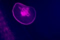 Transparent moon jellyfish close-up on dark blue background. Purple lighting, copy space for text about marine and ocean life