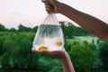 Transparent package with purchased aquarium fish. Hands holding a bag of gold fish. Two goldfish in plastic packaging