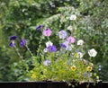 transparent petunia petals by sunlight on the balcony of the house in summer