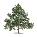Transparent Pine Tree Render - Nature, 3D Model, Isolated, High Resolution, Realistic Royalty Free Stock Photo