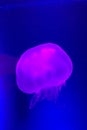 Transparent pink Jellyfish on a purple background - wallpaper portrait Royalty Free Stock Photo
