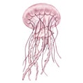 Transparent pink lilac jellyfish. Deep sea animal. Cartoon sketch aquarium decor. Hand-drawn watercolor illustration