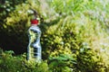 Transparent plastic A bottle of clean water with a red lid stands in the grass and moss on the background of a rugged