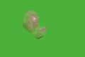 sellotape dispenser isolated on a green background. office accessories