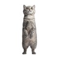 Transparent or PNG Image of Curious Kitten Standing on Hind Legs Royalty Free Stock Photo