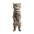 Transparent or PNG Image of Curious Kitten Standing on Hind Legs Royalty Free Stock Photo