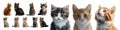 Transparent or PNG Image of Cute Kitten Cat Pack Royalty Free Stock Photo