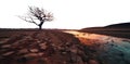transparent PNG. a dry lake. a dry river. cracked ground. dry tree. sunset heat. barren landscape. small creek. Royalty Free Stock Photo
