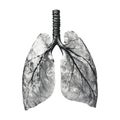 Transparent or PNG Image of Glass Lungs Royalty Free Stock Photo