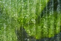 Transparent polycarbonate sheet with morning dew drops. Abstract background Royalty Free Stock Photo