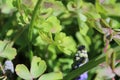 Rain drops left on the columbine leaves Royalty Free Stock Photo