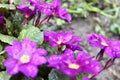 transparent raindrops on purple spring flowers of primrose