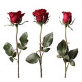 Transparent Red Roses with Green Leaves on Black Background Royalty Free Stock Photo