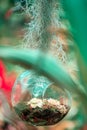 Transparent round florarium with succulents, suspended on a string. Close up. Plants in the background. Vertical Royalty Free Stock Photo