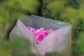 Transparent sack with pink roses in the rose garden. The roses Rosa damascena, Damask rose are used for perfumes and rose oil.