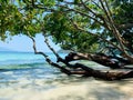 Transparent sea wave under green branch. Beautiful blue sea and white sand on the beach under blue sky.