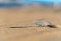 Transparent sharp glass shard from a bottle sticking out of the sand on the beach Royalty Free Stock Photo