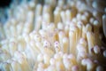 Transparent shrimp on anemone bunaken sulawesi indonesia periclimenes holthuisi underwater